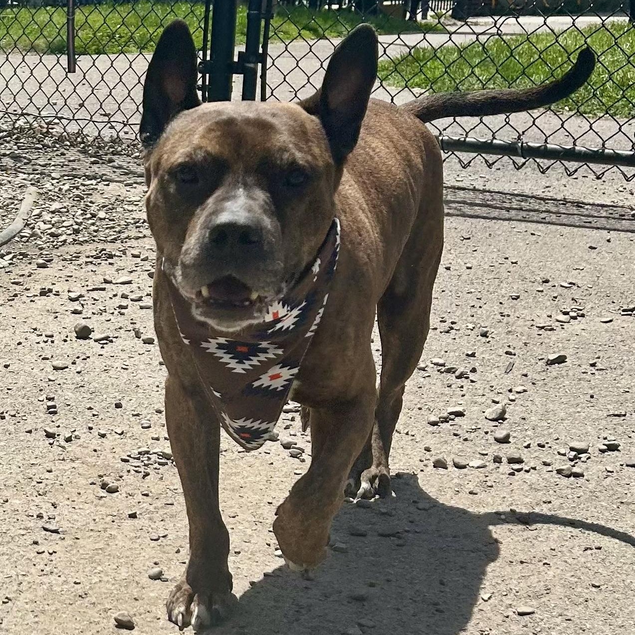 Langston, a ADOPTABLE Pit Bull Terrier in Buffalo, NY image 2/6