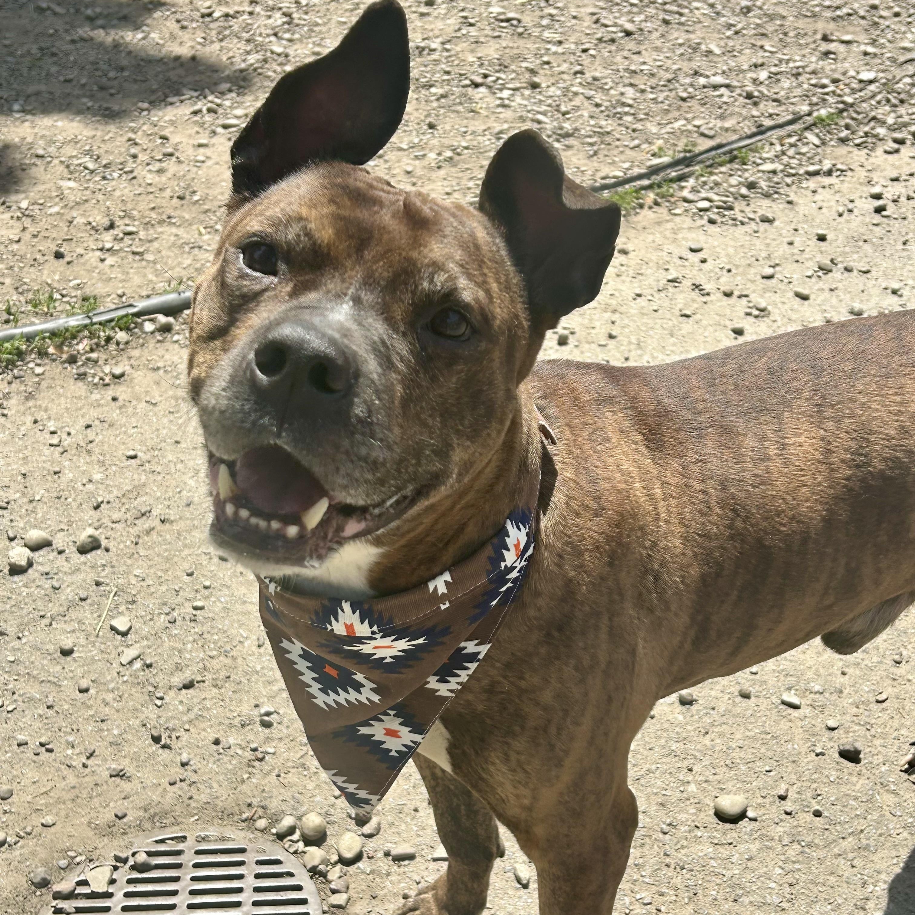 Langston, a ADOPTABLE Pit Bull Terrier in Buffalo, NY image 5/6
