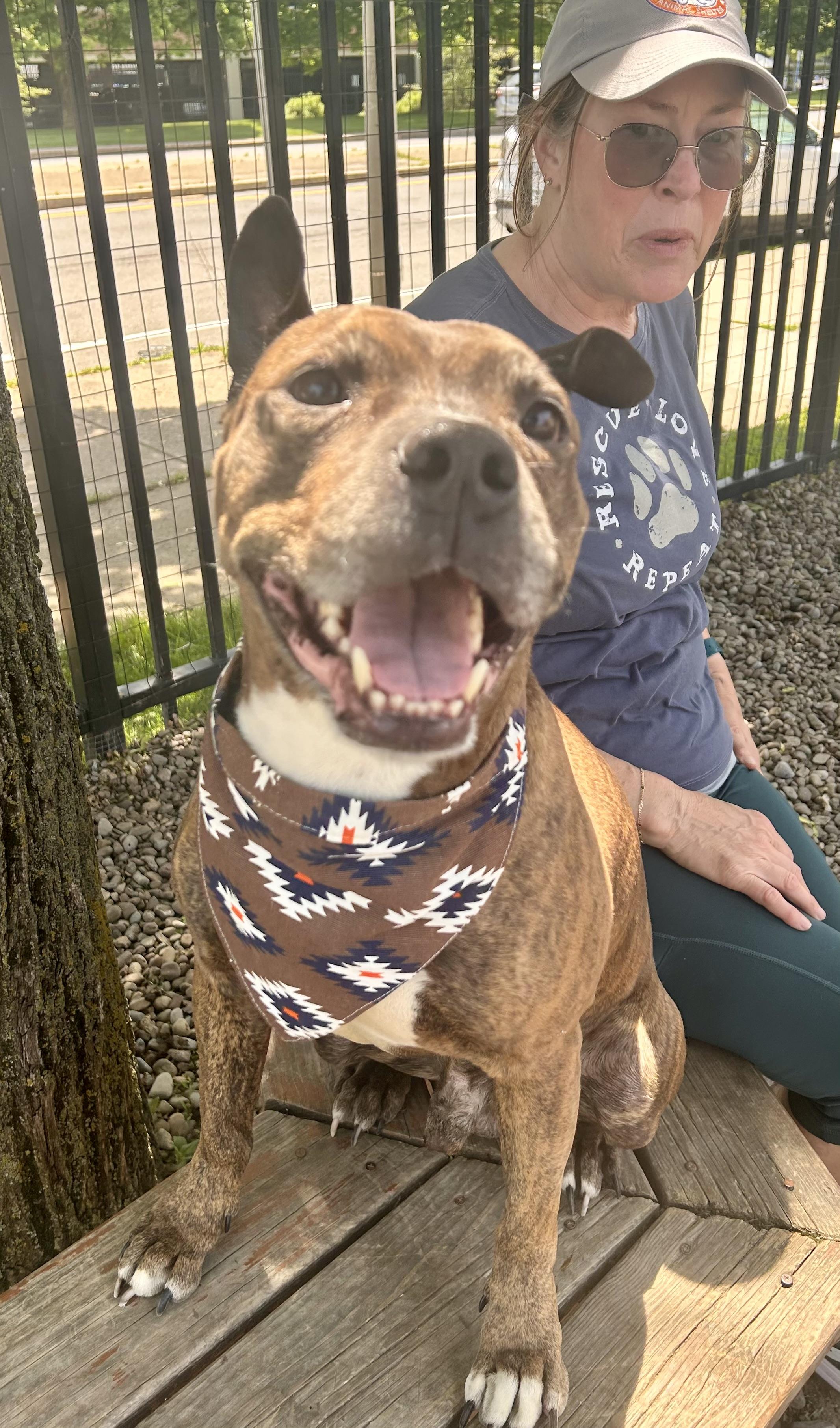 Langston, a ADOPTABLE Pit Bull Terrier in Buffalo, NY image 6/6