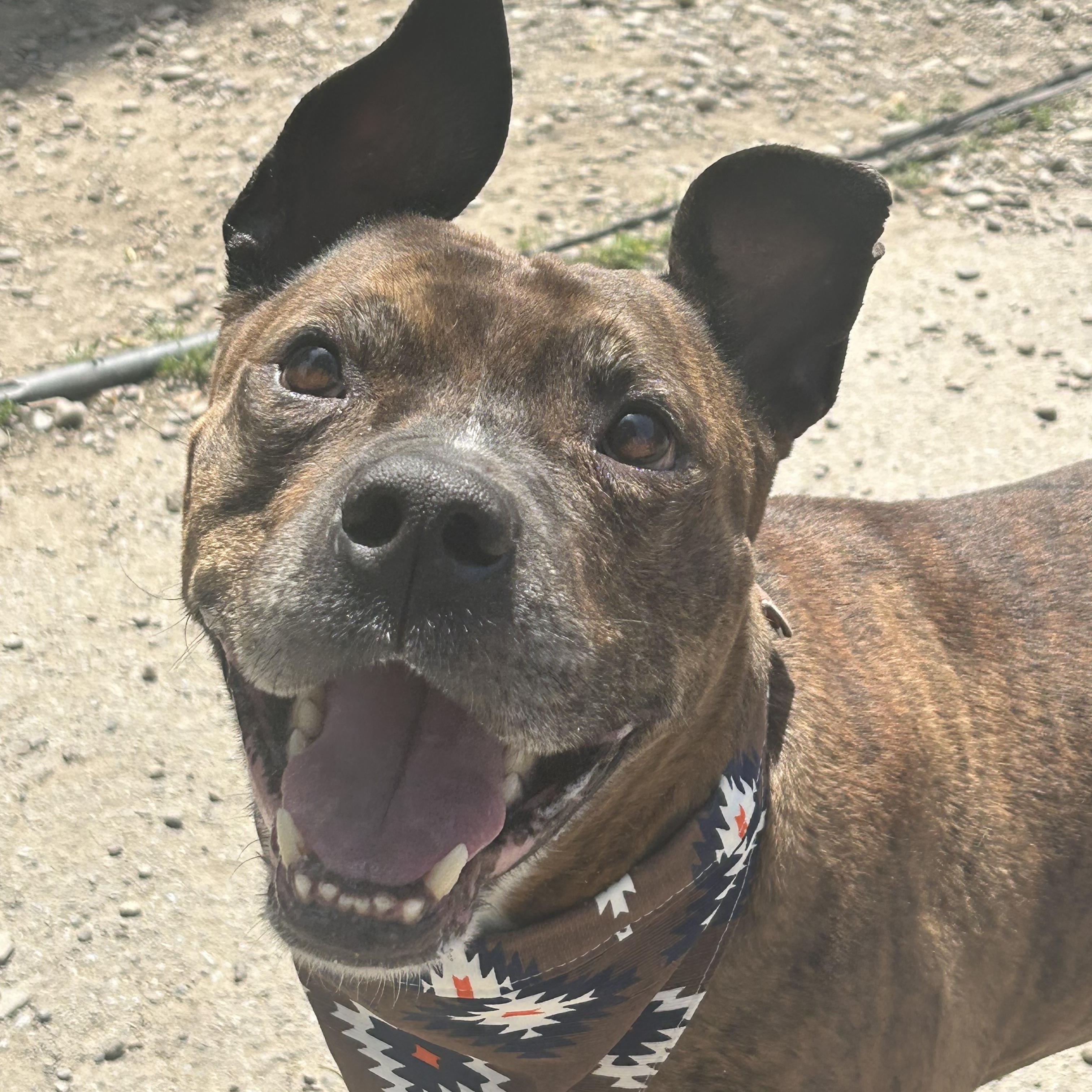 Langston, a ADOPTABLE Pit Bull Terrier in Buffalo, NY image 4/6