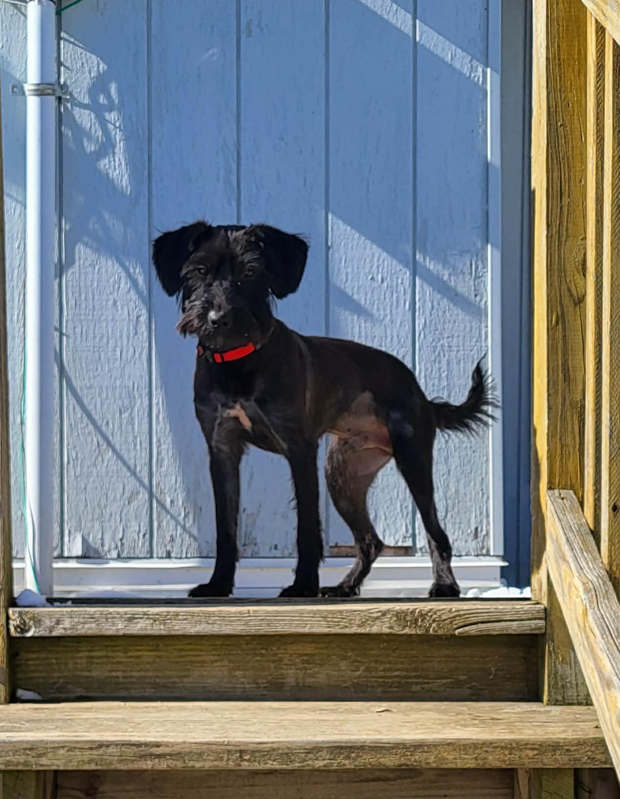 Enlarge Onyx, a ADOPTABLE Schnauzer in Greenwich, NY image 1/3