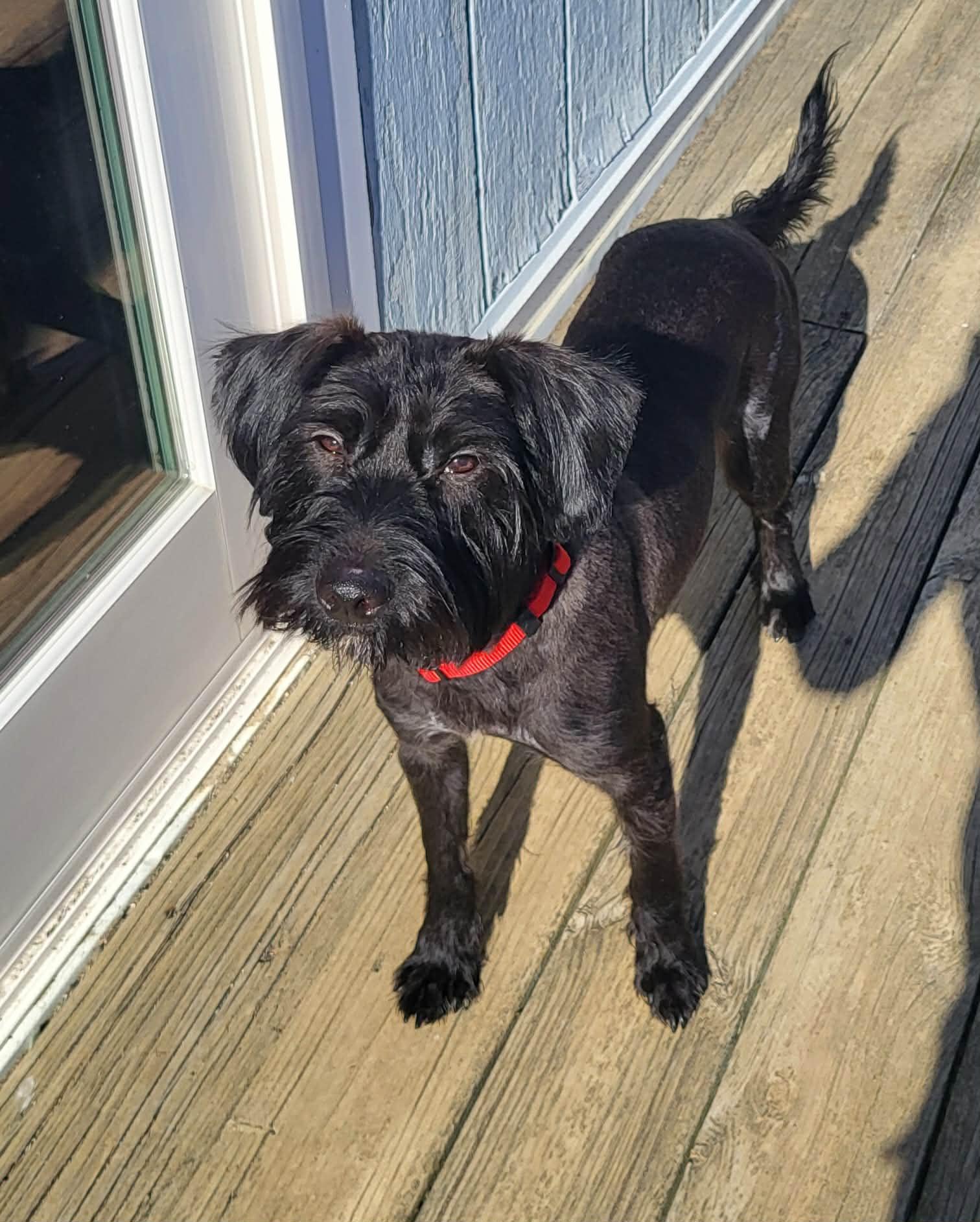 Enlarge Onyx, a ADOPTABLE Schnauzer in Greenwich, NY image 2/3