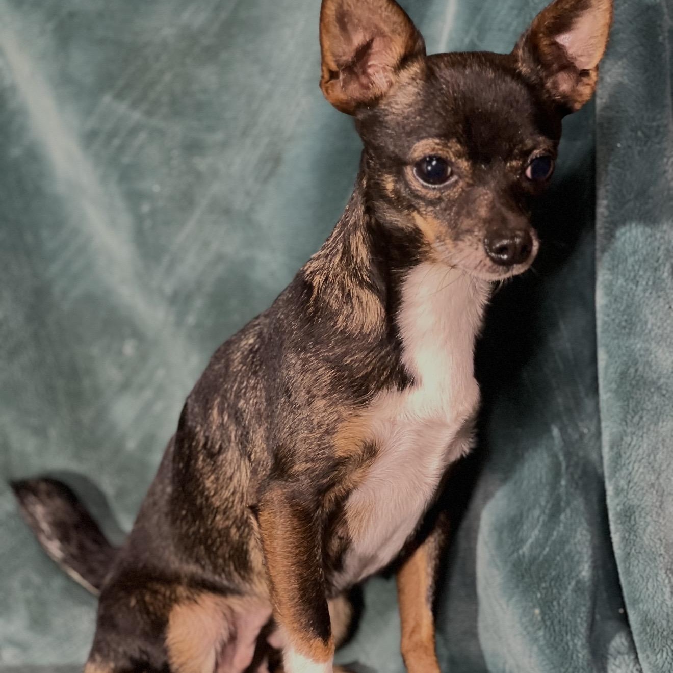 Enlarge Darla , an adopted mixed breed in Pelham, NH image 1/6