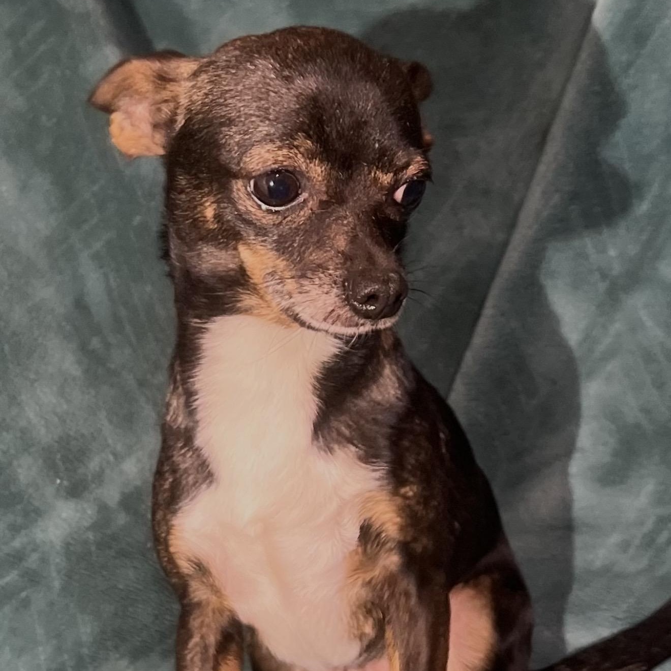 Enlarge Darla , an adopted mixed breed in Pelham, NH image 2/6