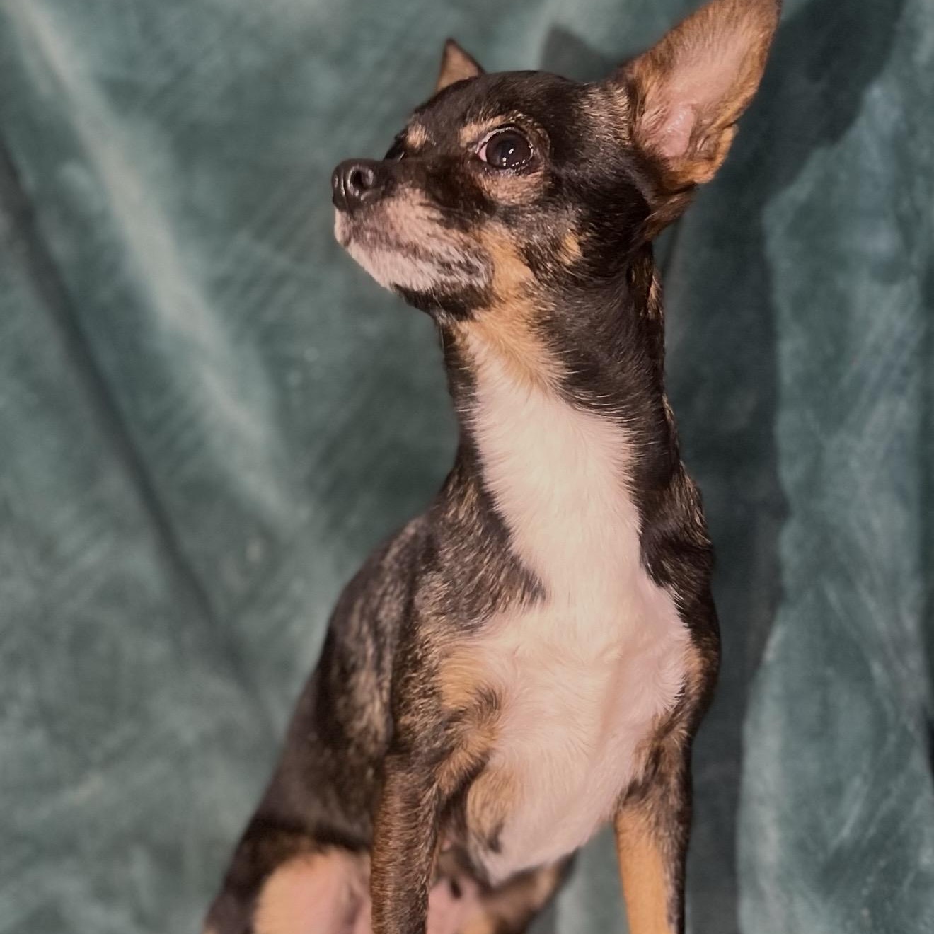 Enlarge Darla , an adopted mixed breed in Pelham, NH image 4/6