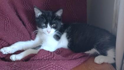 Enlarge Spot, a Adoptable mixed breed in New Hope, PA image 1/3