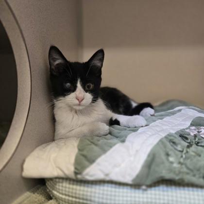 Enlarge Spot, a Adoptable mixed breed in New Hope, PA image 2/3