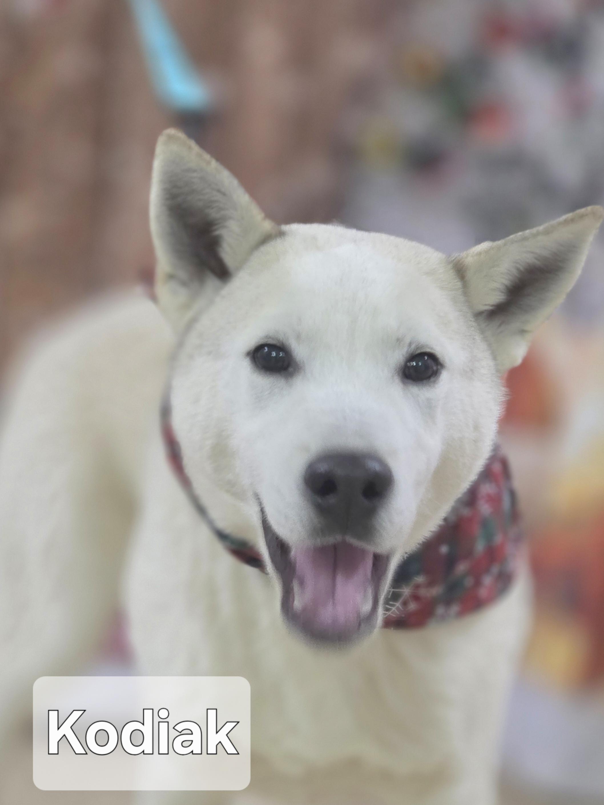 Kodiak , a ADOPTABLE Siberian Husky in Walthill, NE image 3/4