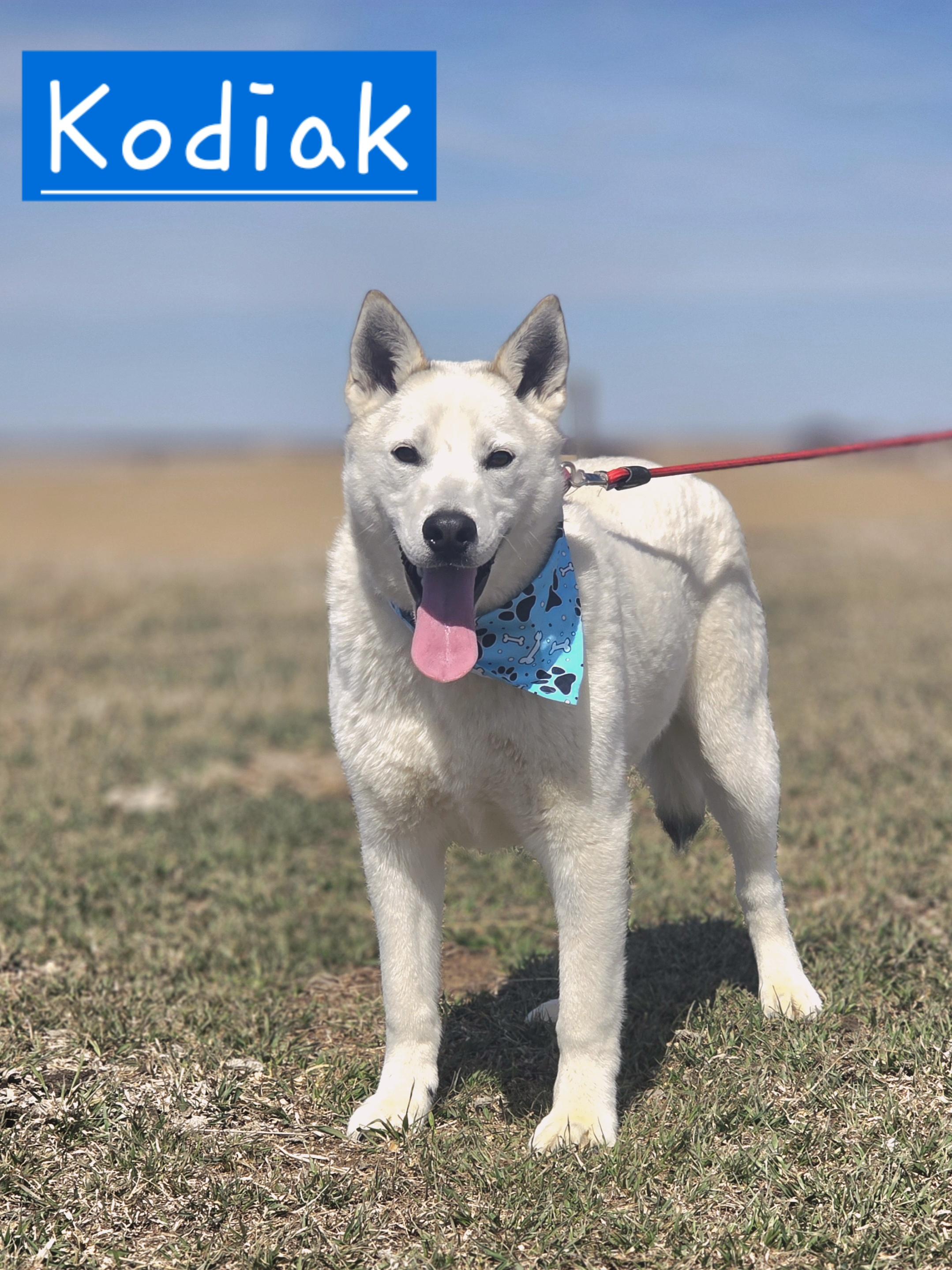 Kodiak , a ADOPTABLE Siberian Husky in Walthill, NE image 1/4