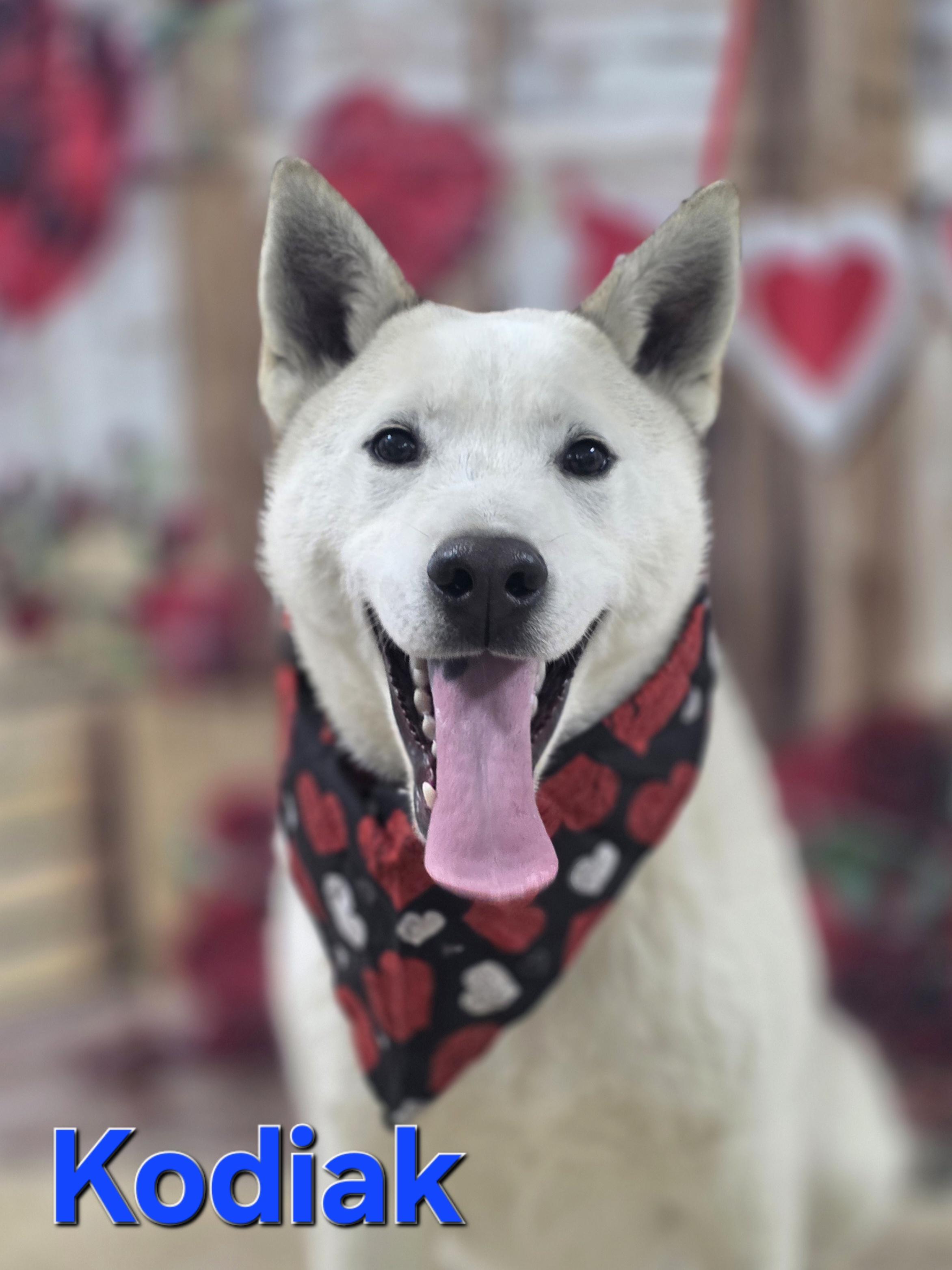 Kodiak , a ADOPTABLE Siberian Husky in Walthill, NE image 2/4