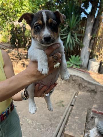 Cute Cattle Pups! Snickers Banjo Ziggy!