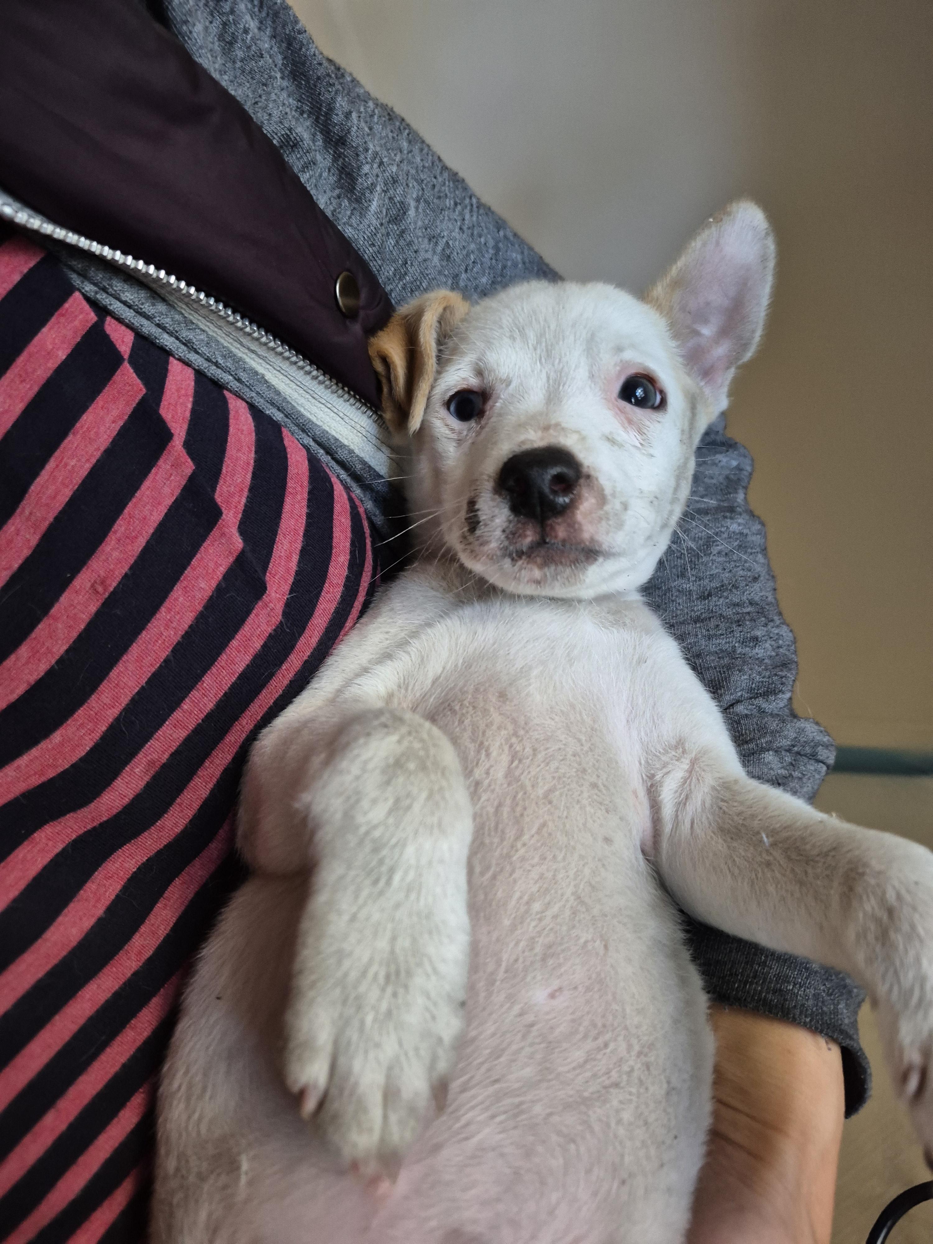 Cute Cattle Pups! Snickers Banjo Ziggy!