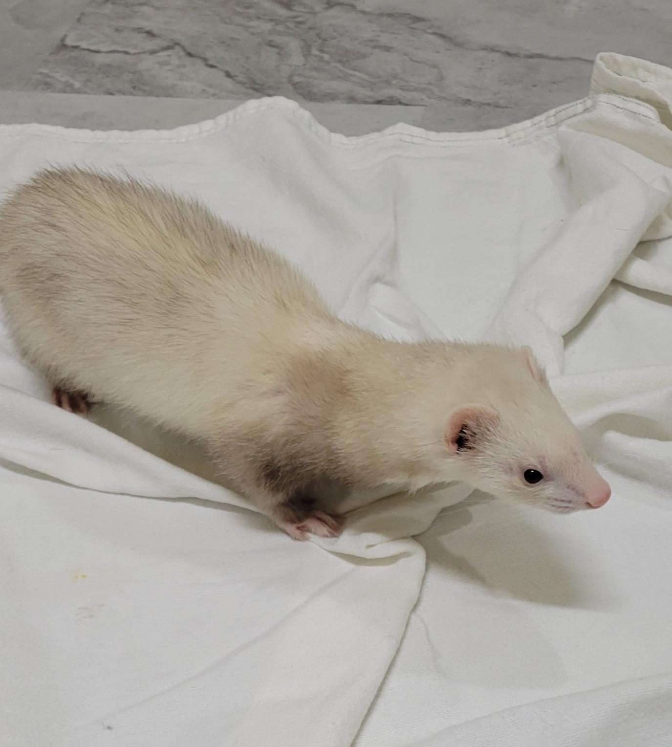 Enlarge Nugget, an adoptable Ferret in Acworth, GA image 1/1