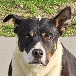 Baby (Courtesy Post) - Adopt Me!, a Adoptable mixed breed in Lake Forest, CA image 2/6