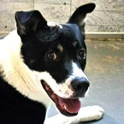 Baby (Courtesy Post) - Adopt Me!, a Adoptable mixed breed in Lake Forest, CA image 3/6