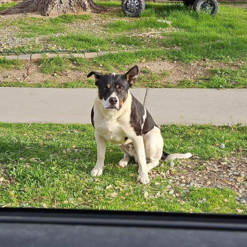 Baby (Courtesy Post) - Adopt Me!, a Adoptable mixed breed in Lake Forest, CA image 4/6