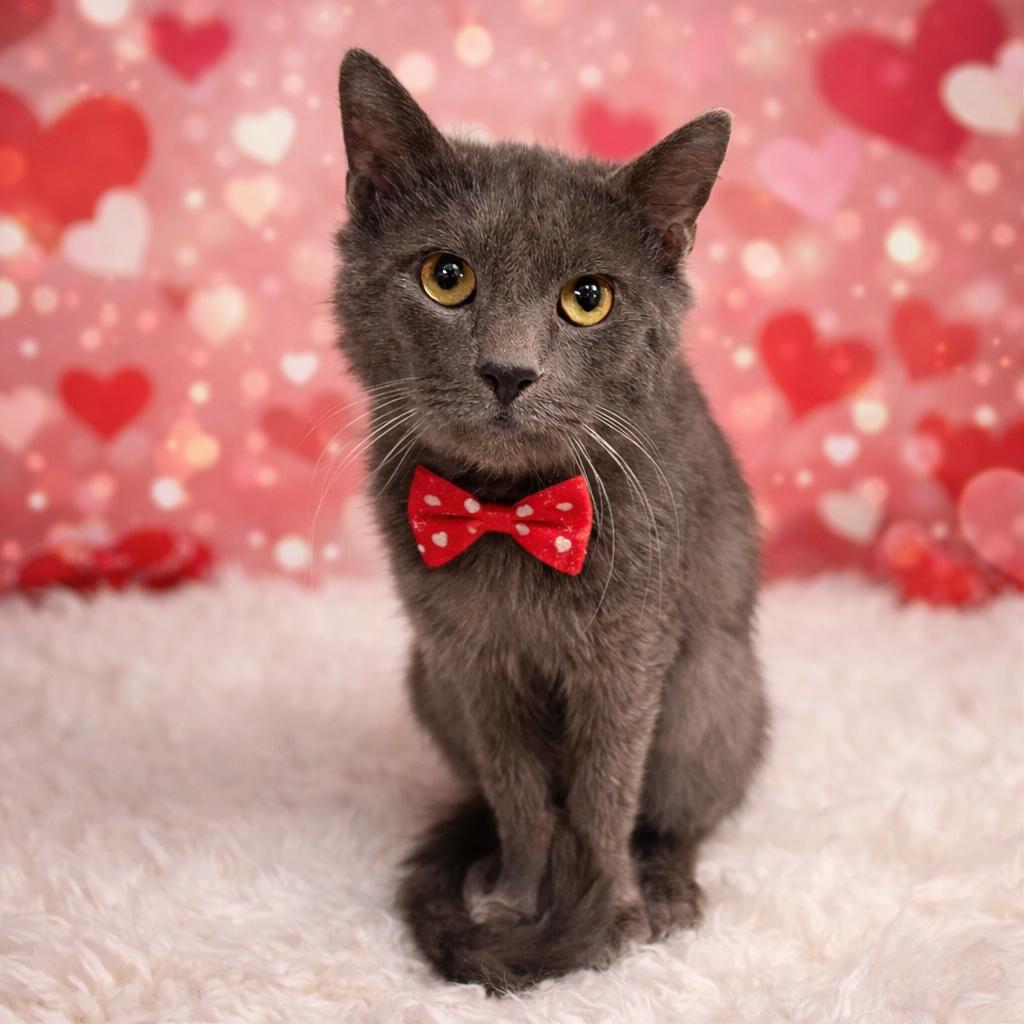 Buffet, a Adoptable mixed breed in Binghamton, NY image 1/3