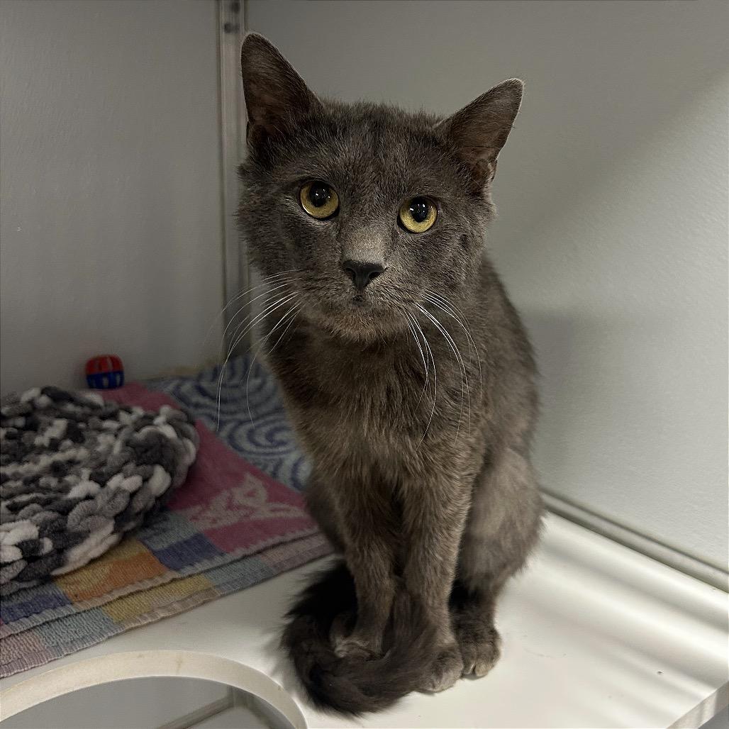 Buffet, a Adoptable mixed breed in Binghamton, NY image 2/3