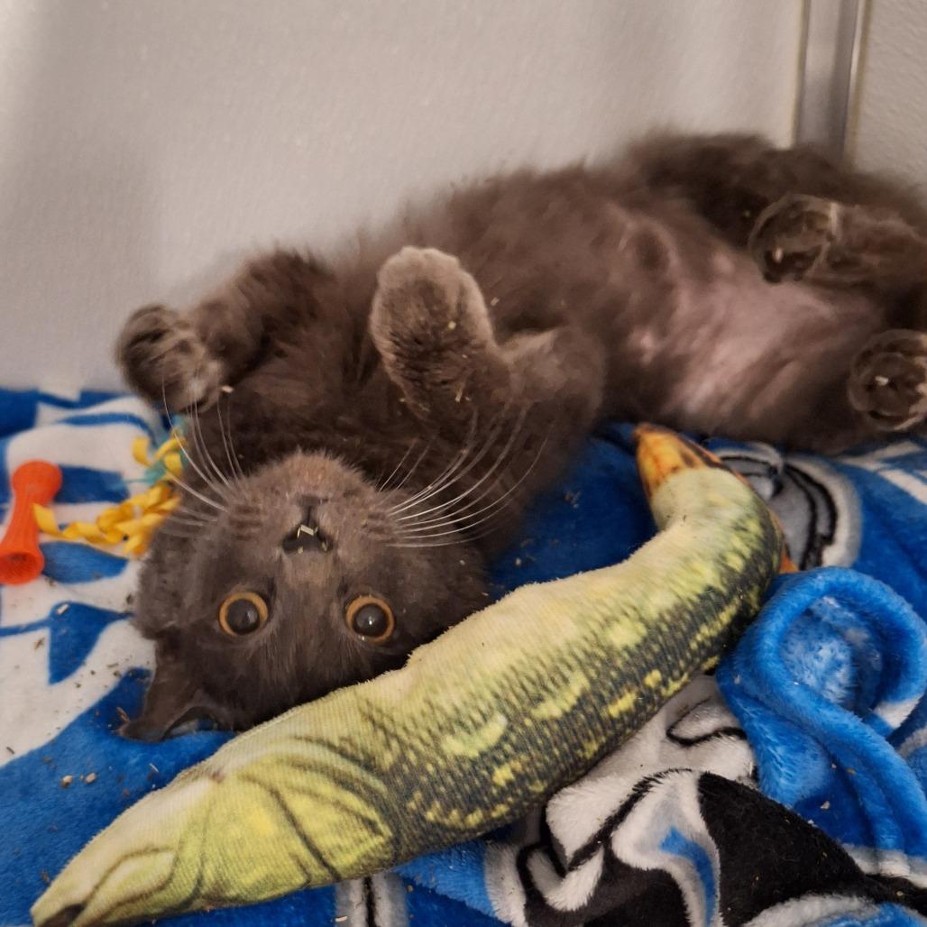 Buffet, a Adoptable mixed breed in Binghamton, NY image 3/3