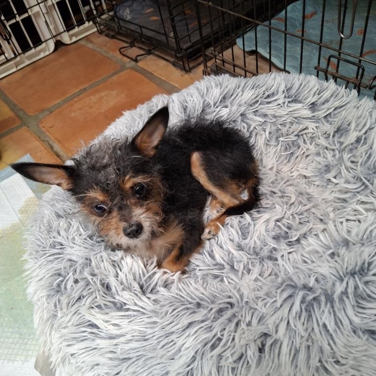Mocha, an adopted mixed breed in Tucson, AZ image 3/4