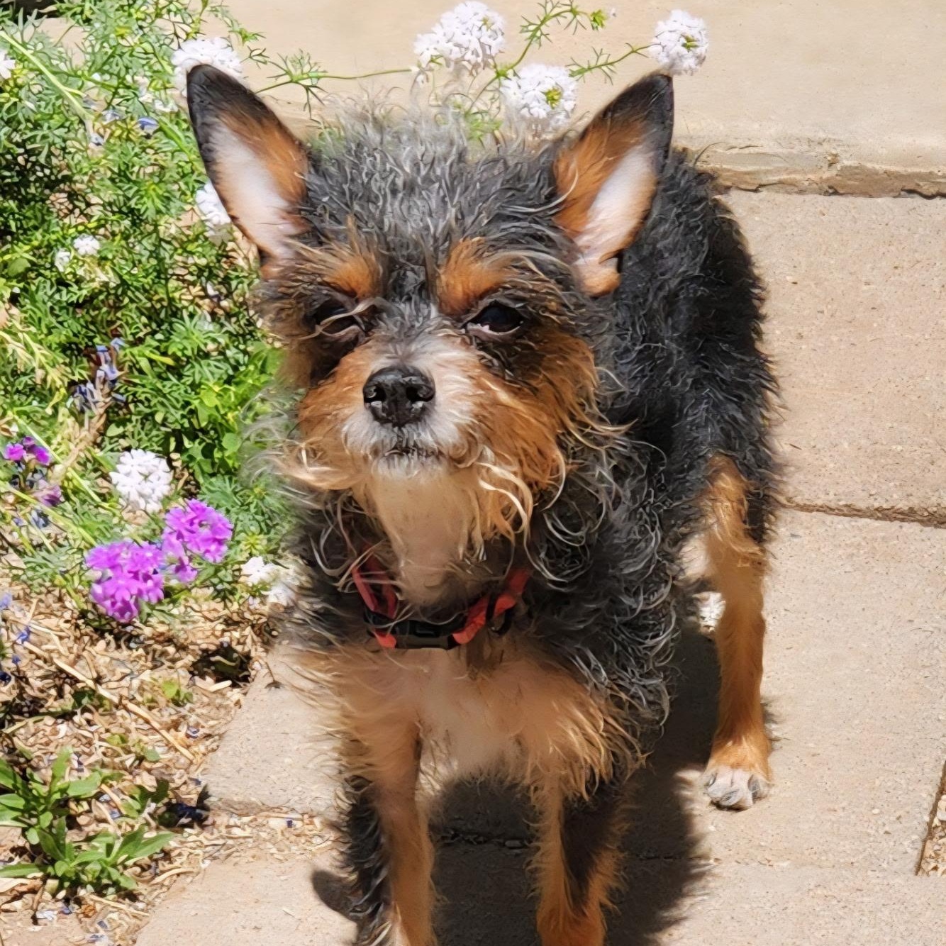 Mocha, adopted, Adult Female Yorkshire Terrier & Chihuahua.