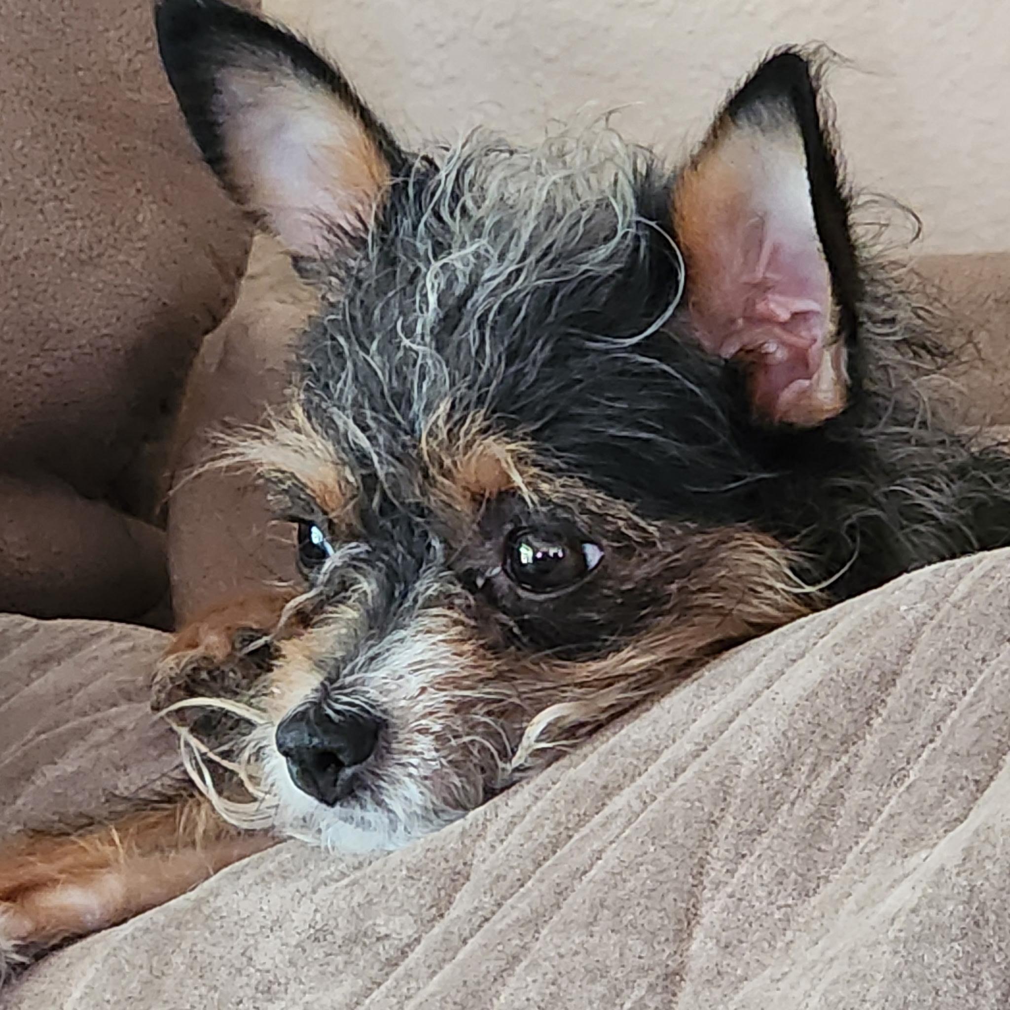 Mocha, an adopted mixed breed in Tucson, AZ image 2/4