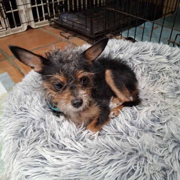 Mocha, an adopted mixed breed in Tucson, AZ image 4/4