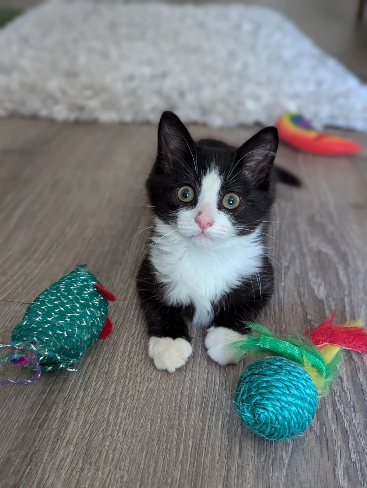 Enlarge Gale, a Adopted Domestic Medium Hair in Hilton Head Island, SC image 1/6