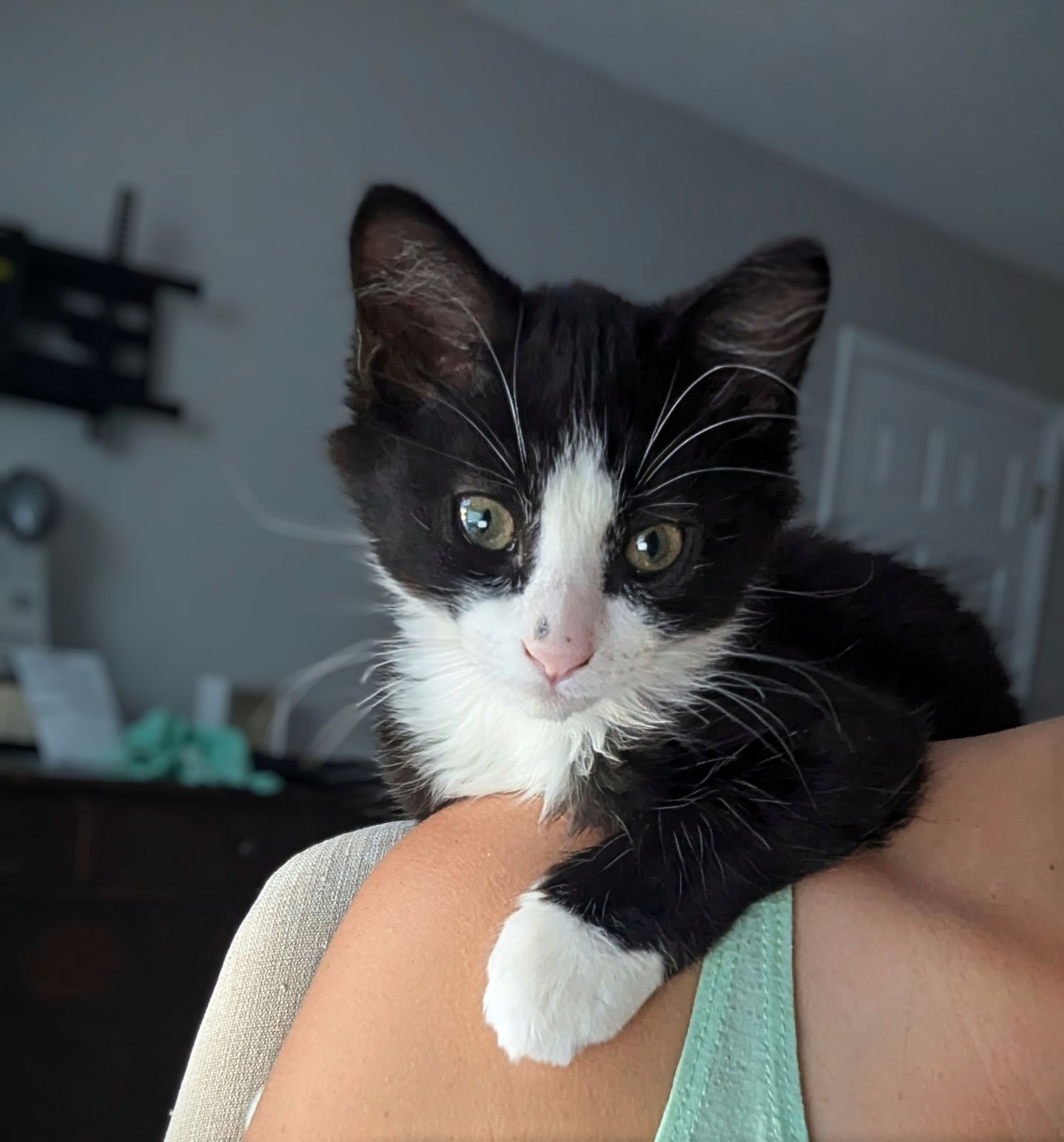 Enlarge Gale, a Adopted Domestic Medium Hair in Hilton Head Island, SC image 2/6