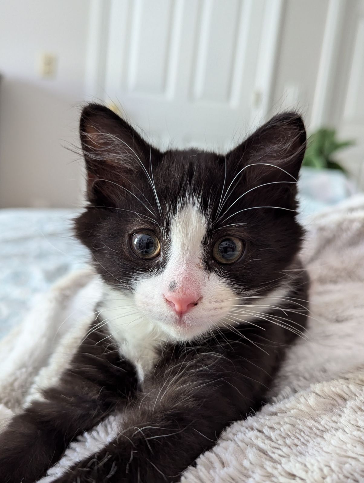 Enlarge Gale, a Adopted Domestic Medium Hair in Hilton Head Island, SC image 3/6