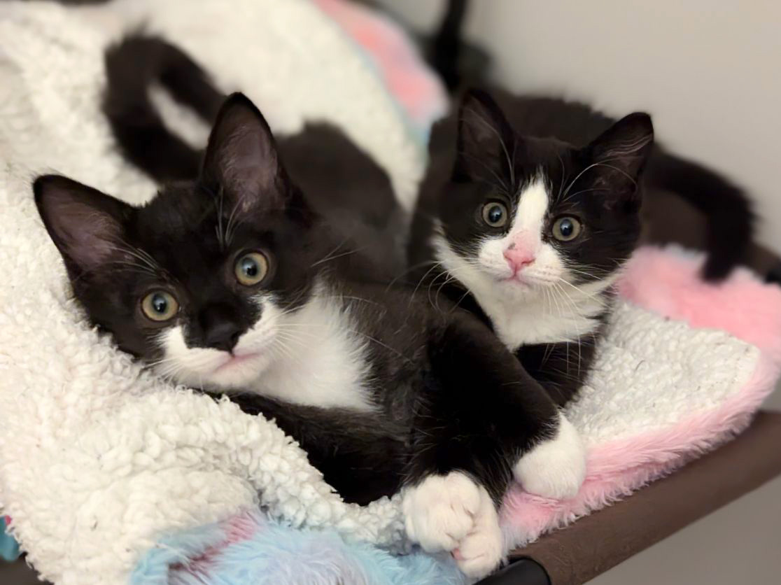 Enlarge Gale, a Adopted Domestic Medium Hair in Hilton Head Island, SC image 4/6