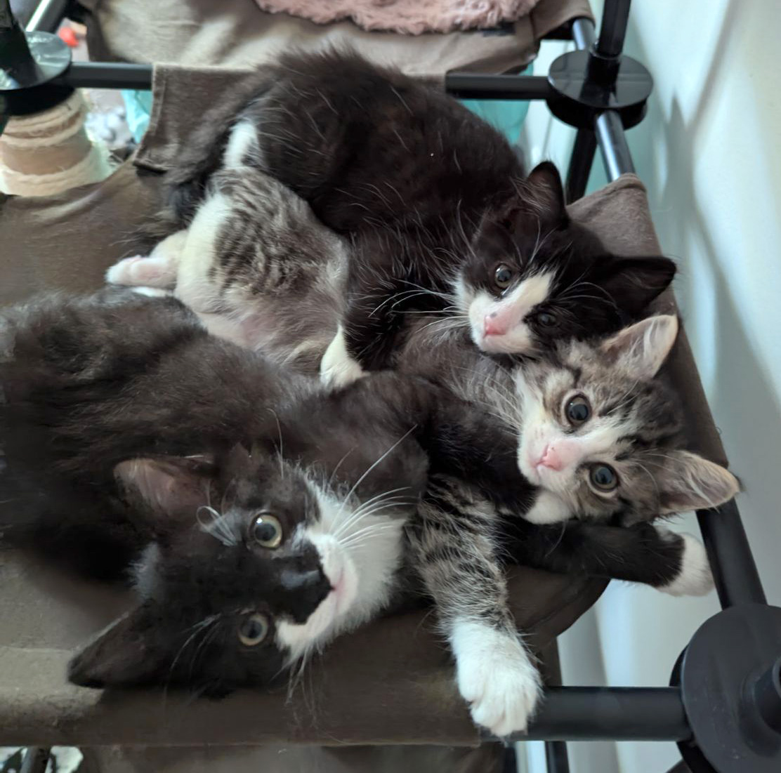 Enlarge Gale, a Adopted Domestic Medium Hair in Hilton Head Island, SC image 5/6