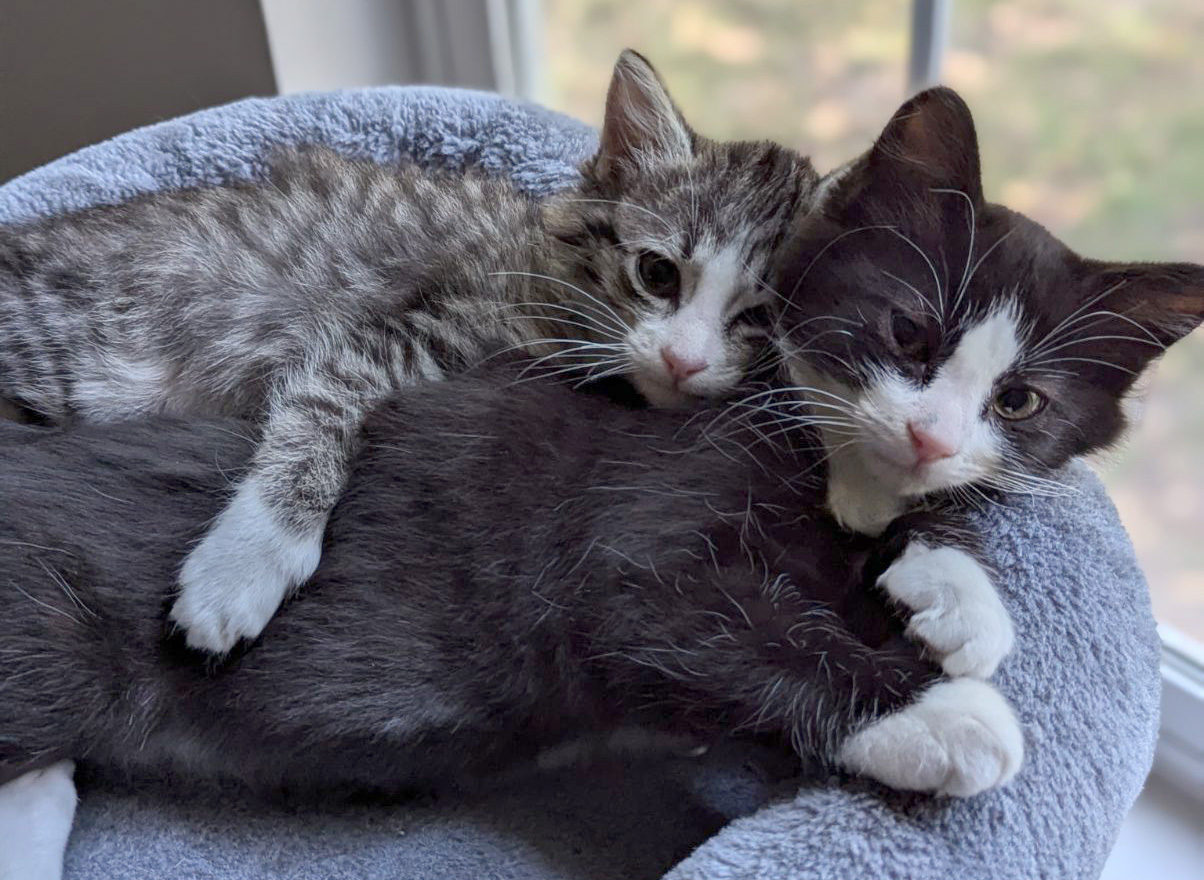 Enlarge Gale, a Adopted Domestic Medium Hair in Hilton Head Island, SC image 6/6