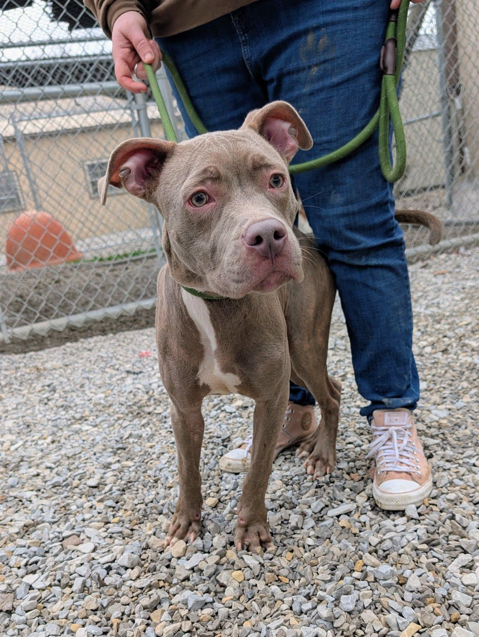 Goose, adopted, Adult Male Pit Bull Terrier.