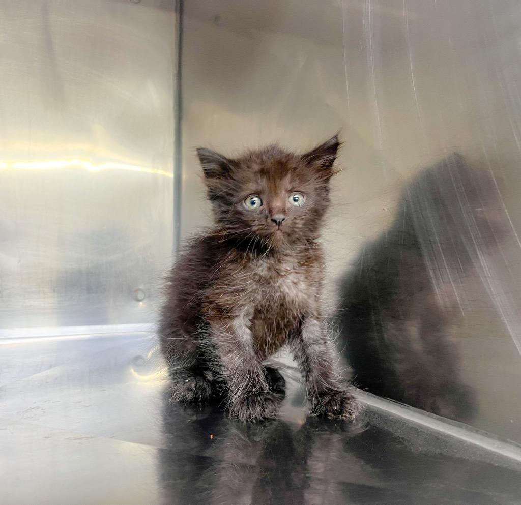 Enlarge Bonzai, a Adoptable mixed breed in Murray, KY image 1/3