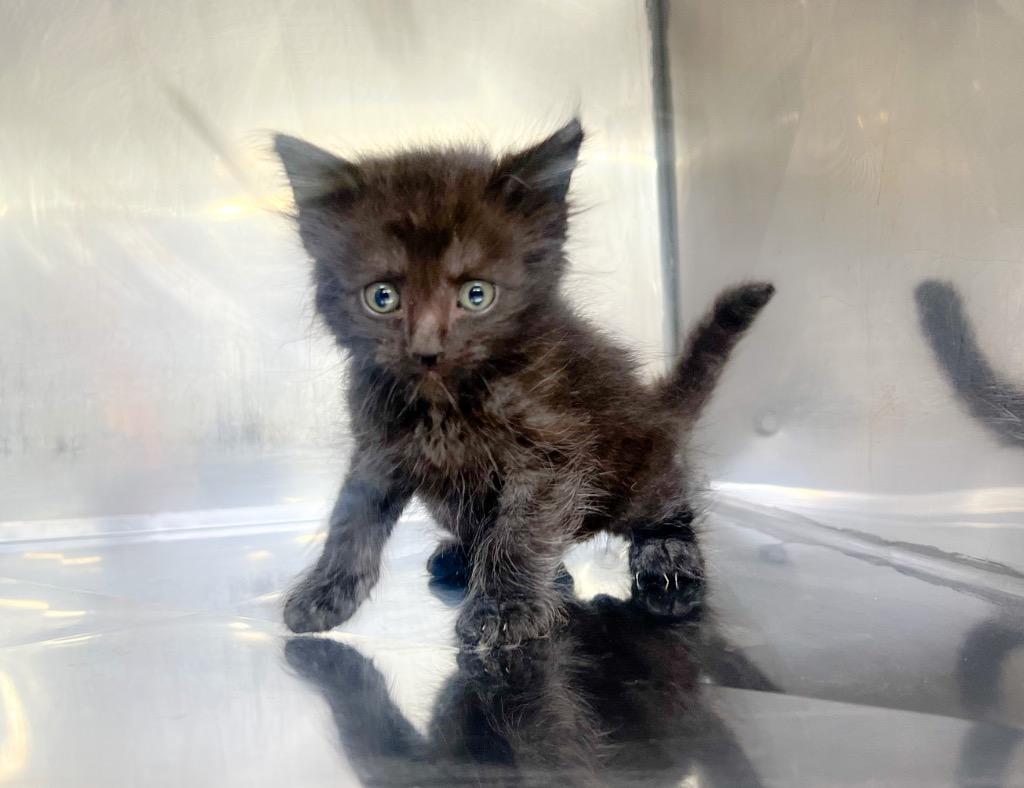 Enlarge Bonzai, a Adoptable mixed breed in Murray, KY image 2/3