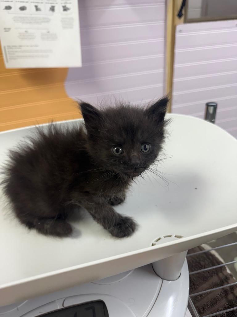 Enlarge Bonzai, a Adoptable mixed breed in Murray, KY image 3/3