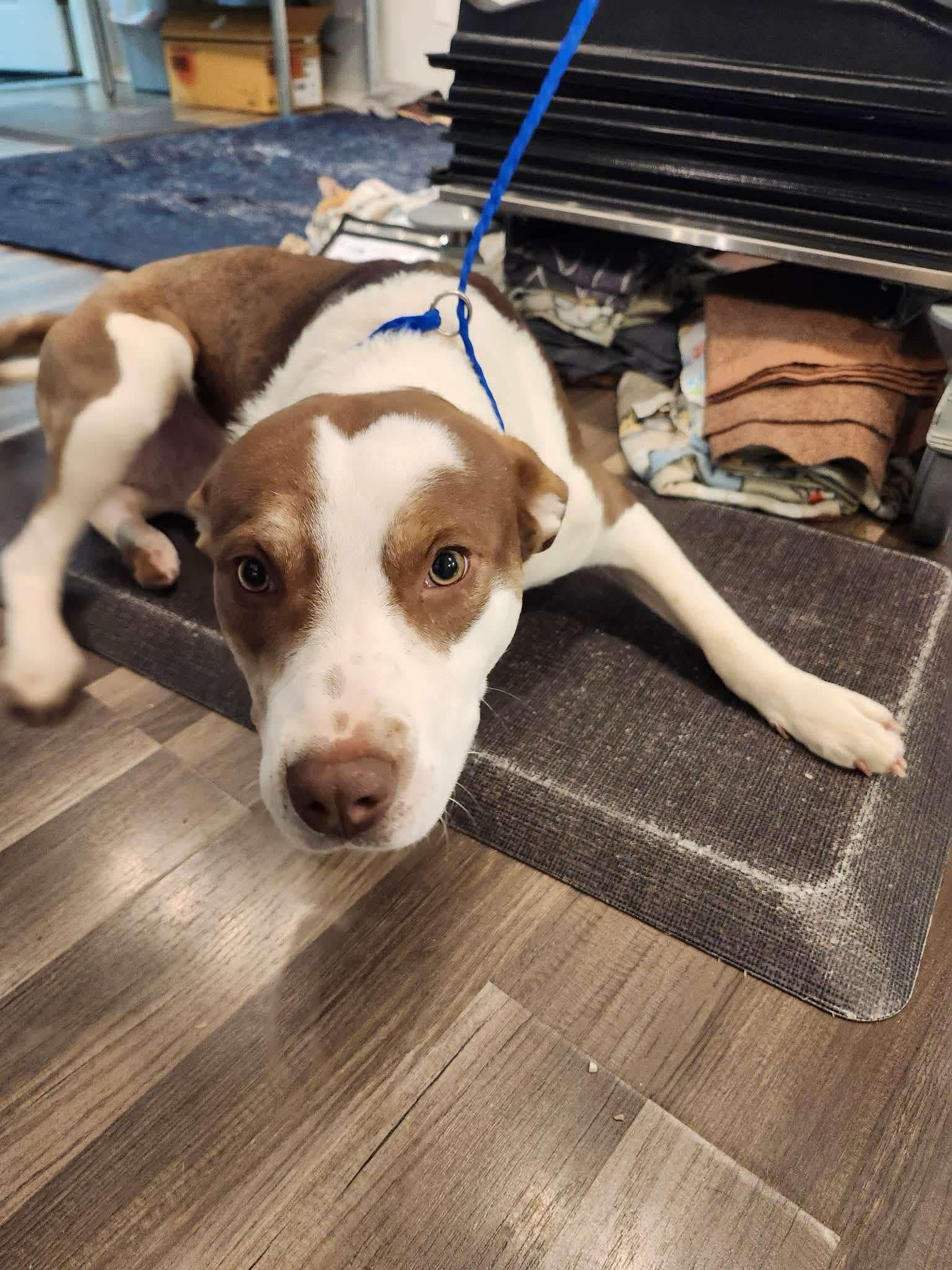 Wyatt photo 3