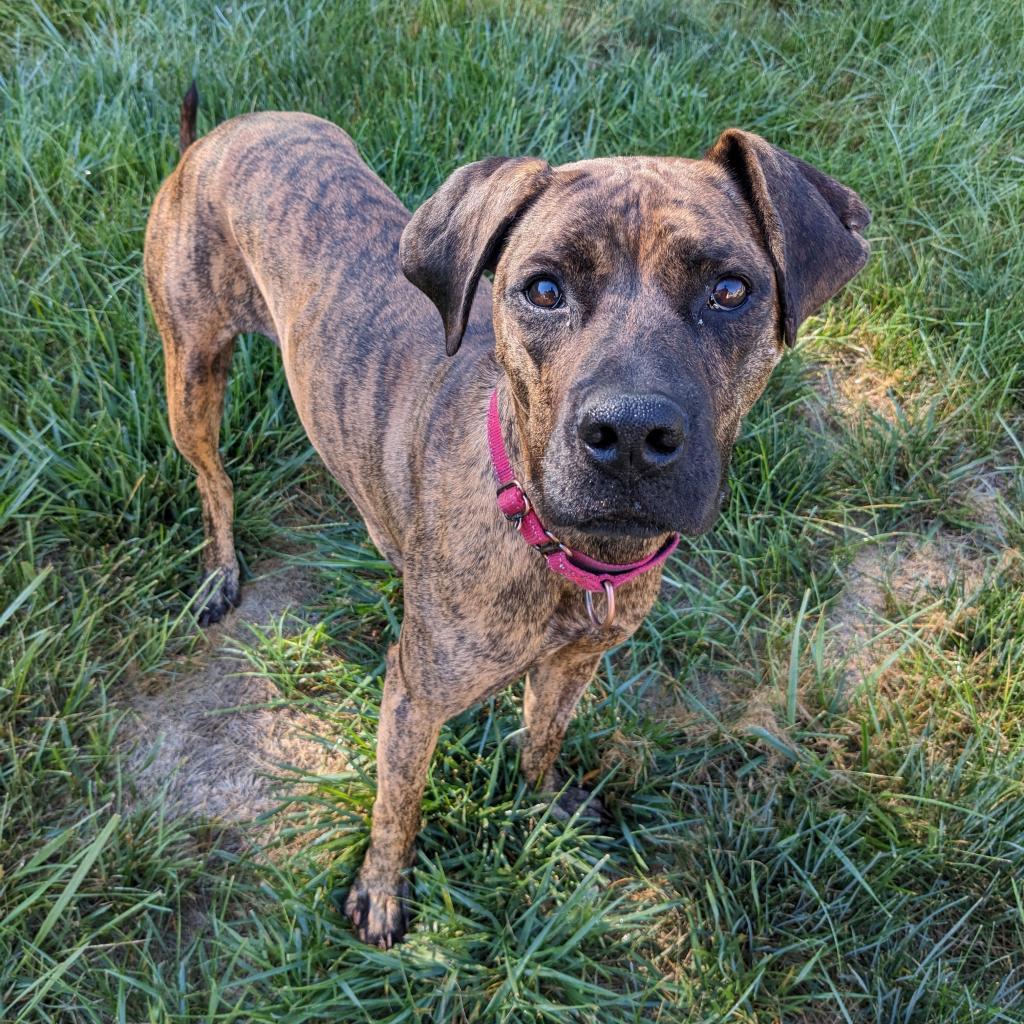 Flower, Adoptable, Adult Female Pit Bull Terrier & Mixed Breed.
