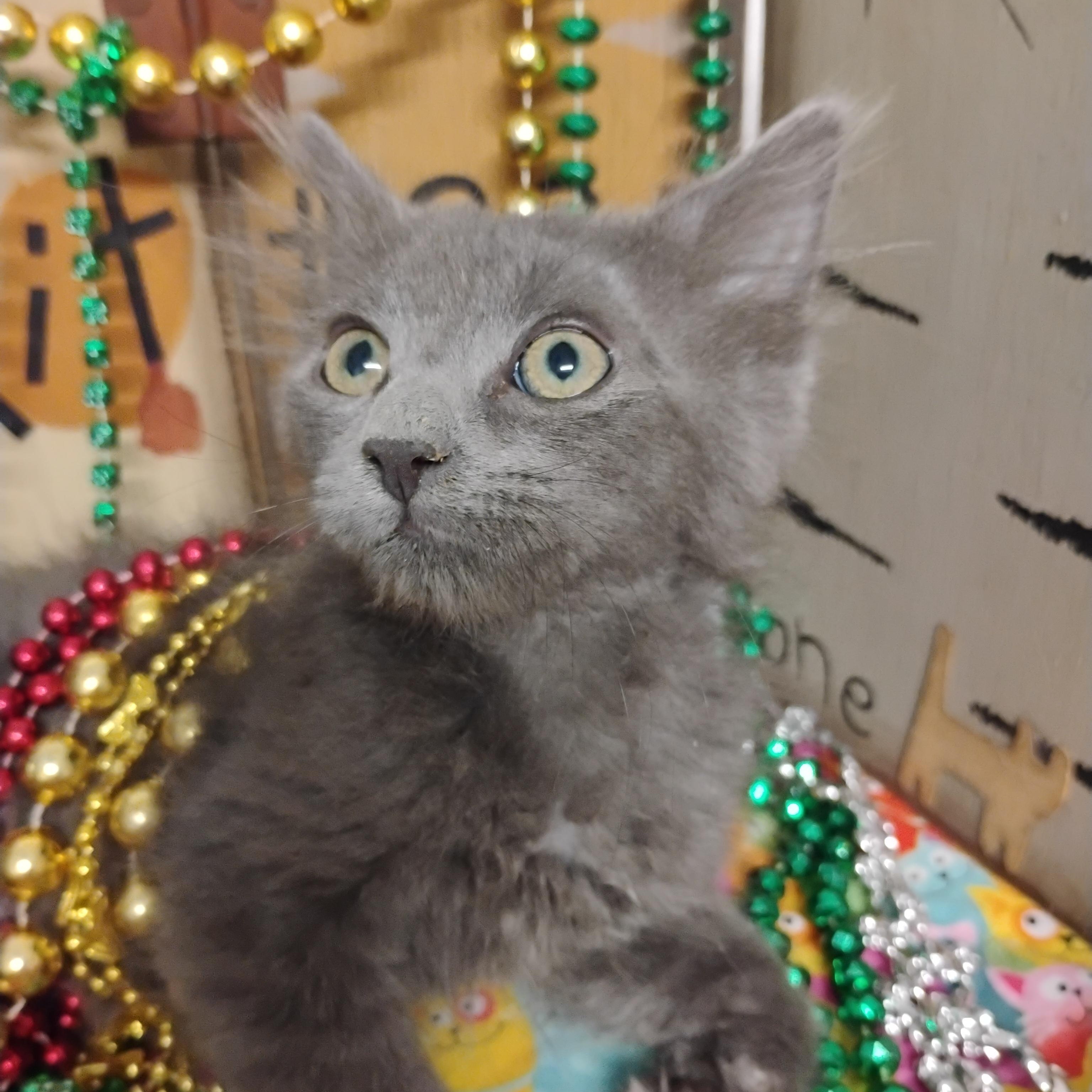 betty rubble blu gray fluff 2lb, a ADOPTABLE Domestic Medium Hair in Phoenix, AZ image 1/2