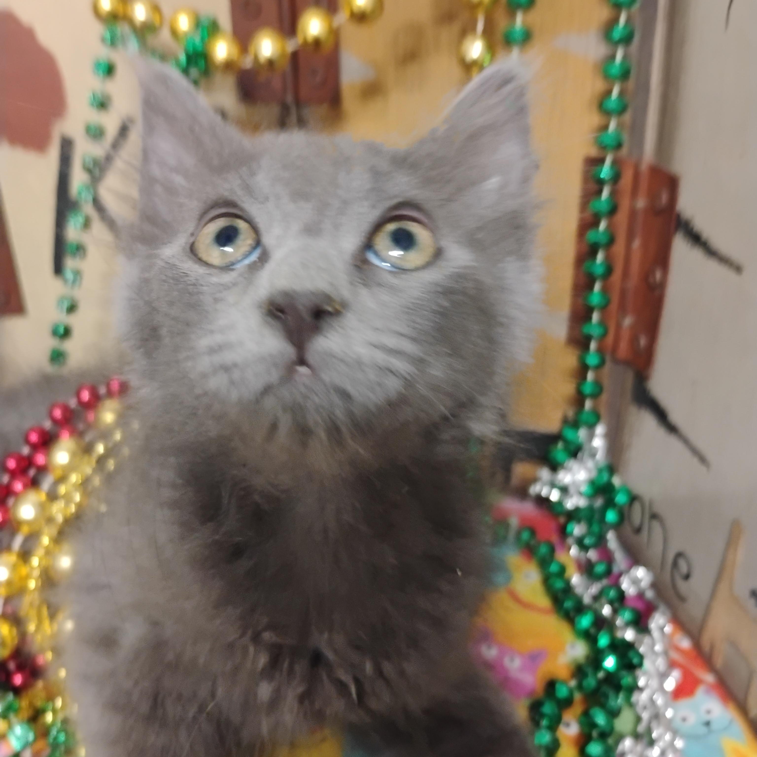 betty rubble blu gray fluff 2lb, a ADOPTABLE Domestic Medium Hair in Phoenix, AZ image 2/2
