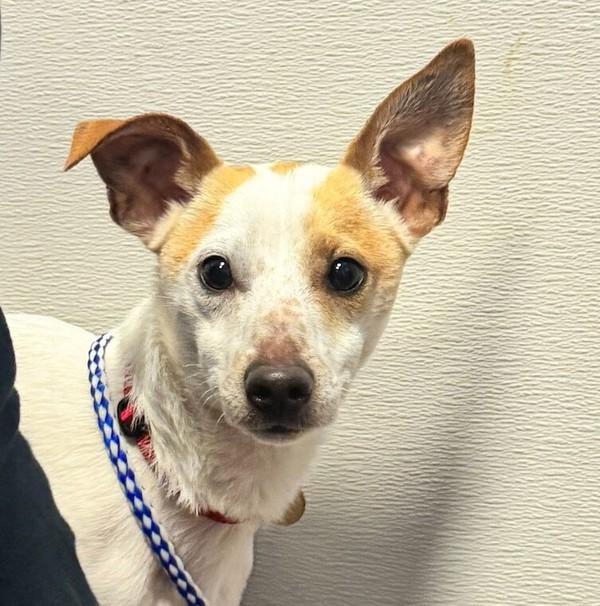 Enlarge Charlie, a Adoptable mixed breed in Oakland, CA image 2/2