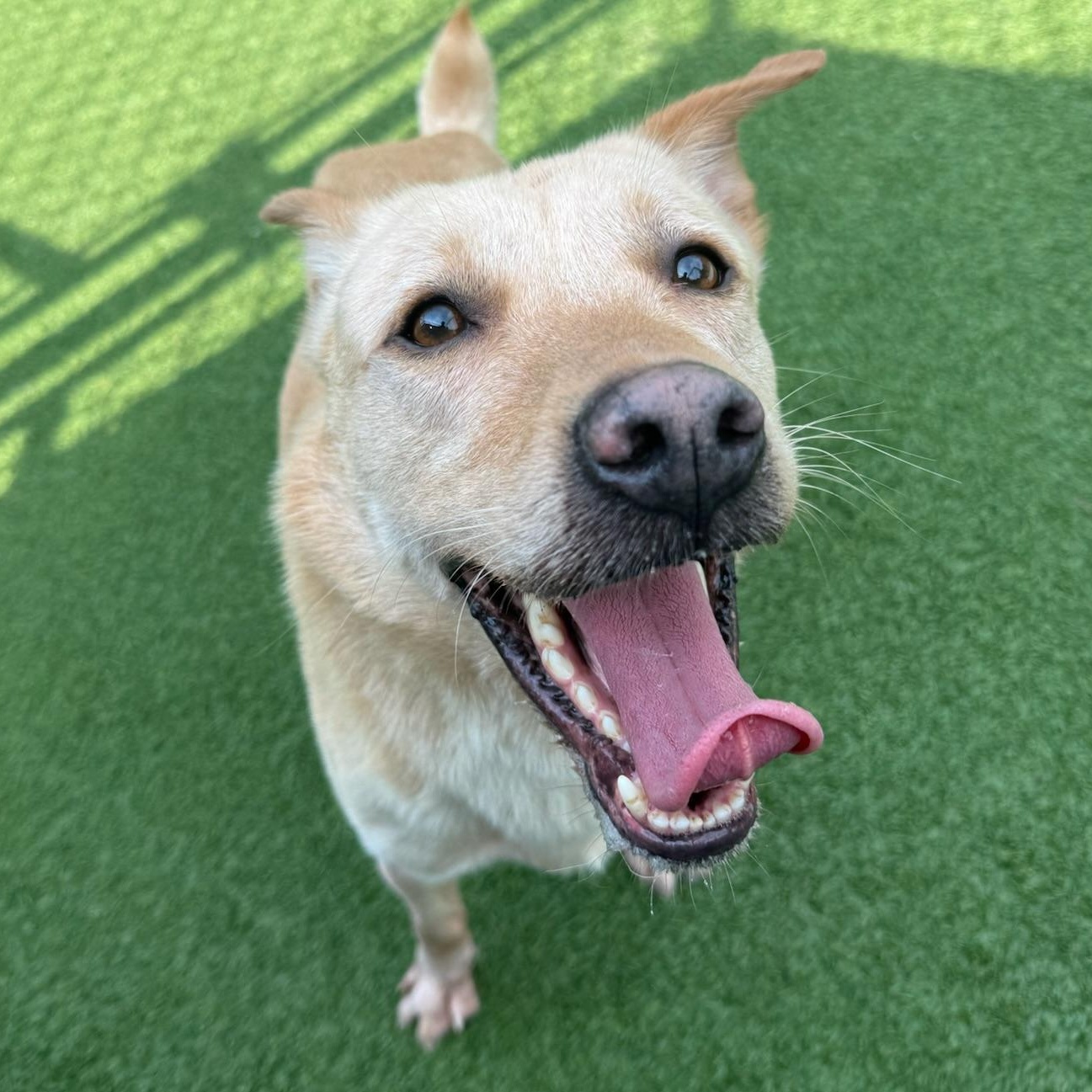 Winston, an adoptable mixed breed in Groton, CT image 2/2