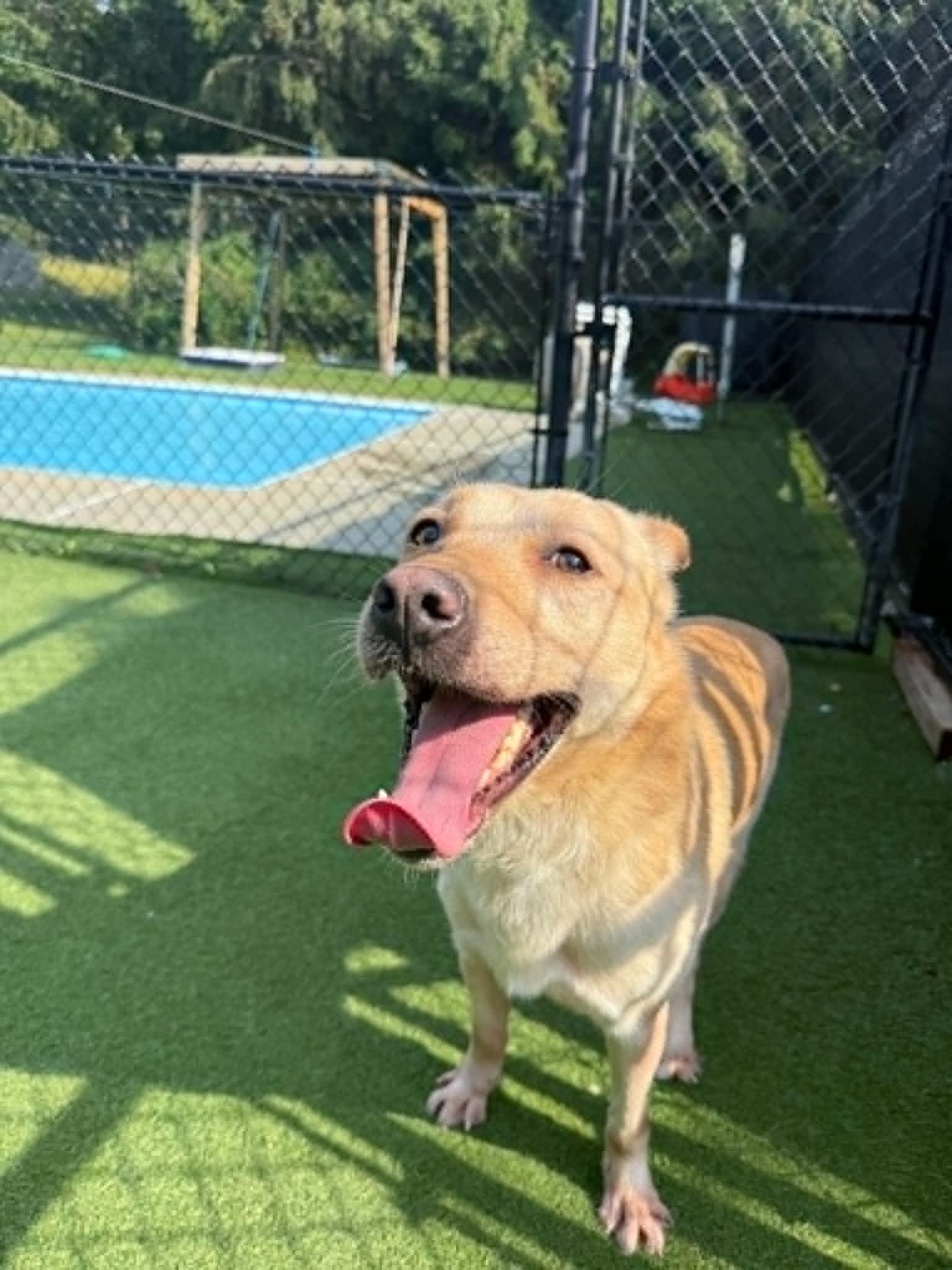 Enlarge Winston, a ADOPTABLE mixed breed in Groton, CT image 1/1