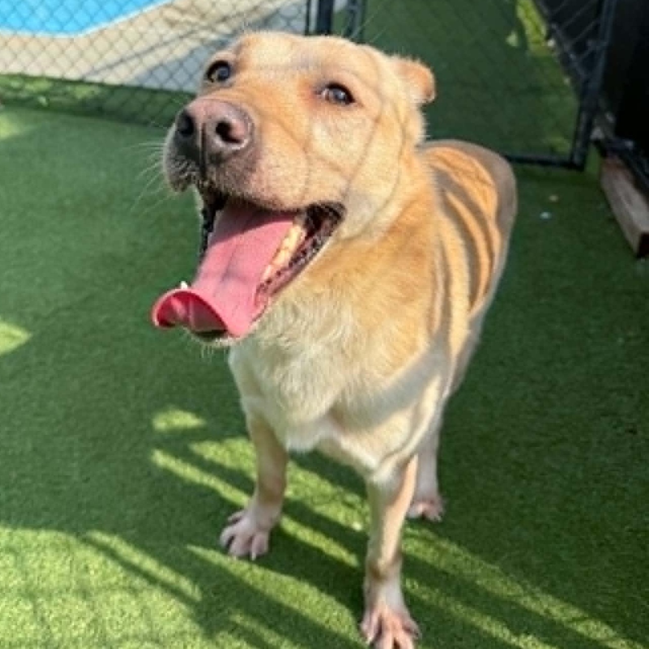 Winston, an adoptable mixed breed in Groton, CT image 1/2