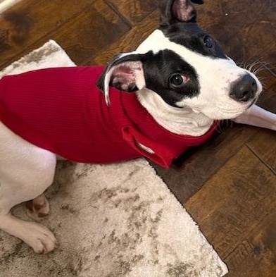 Enlarge Hank, an adopted mixed breed in Irmo, SC image 4/5