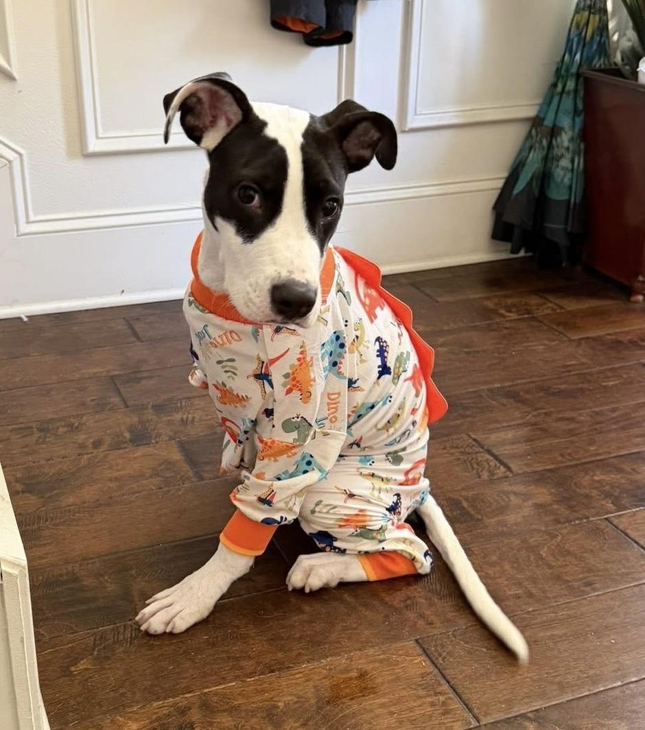 Enlarge Hank, an adopted mixed breed in Irmo, SC image 3/5