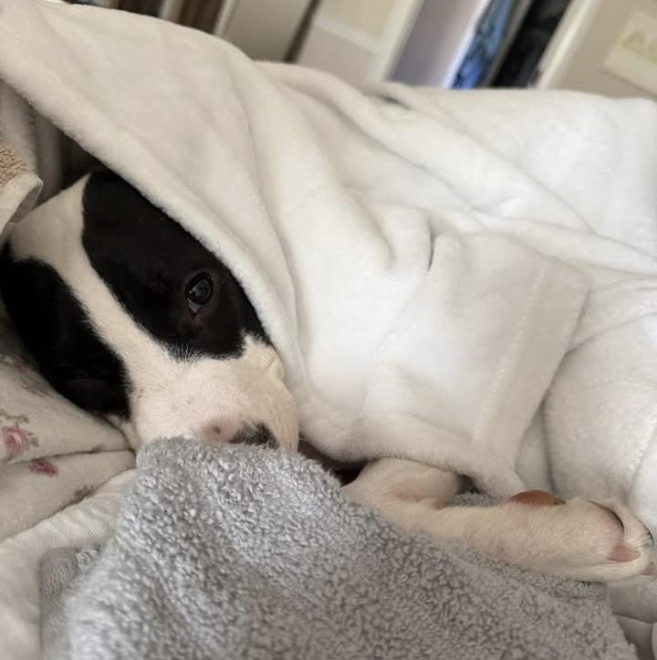 Hank, adopted, Young Male Terrier & Labrador Retriever.