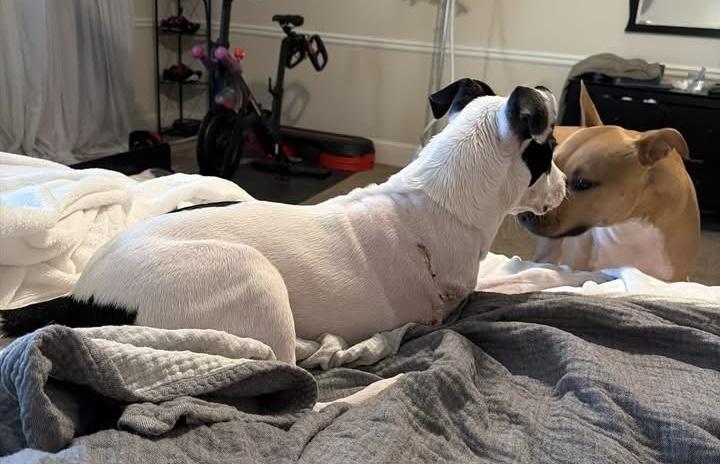 Enlarge Hank, an adopted mixed breed in Irmo, SC image 5/5