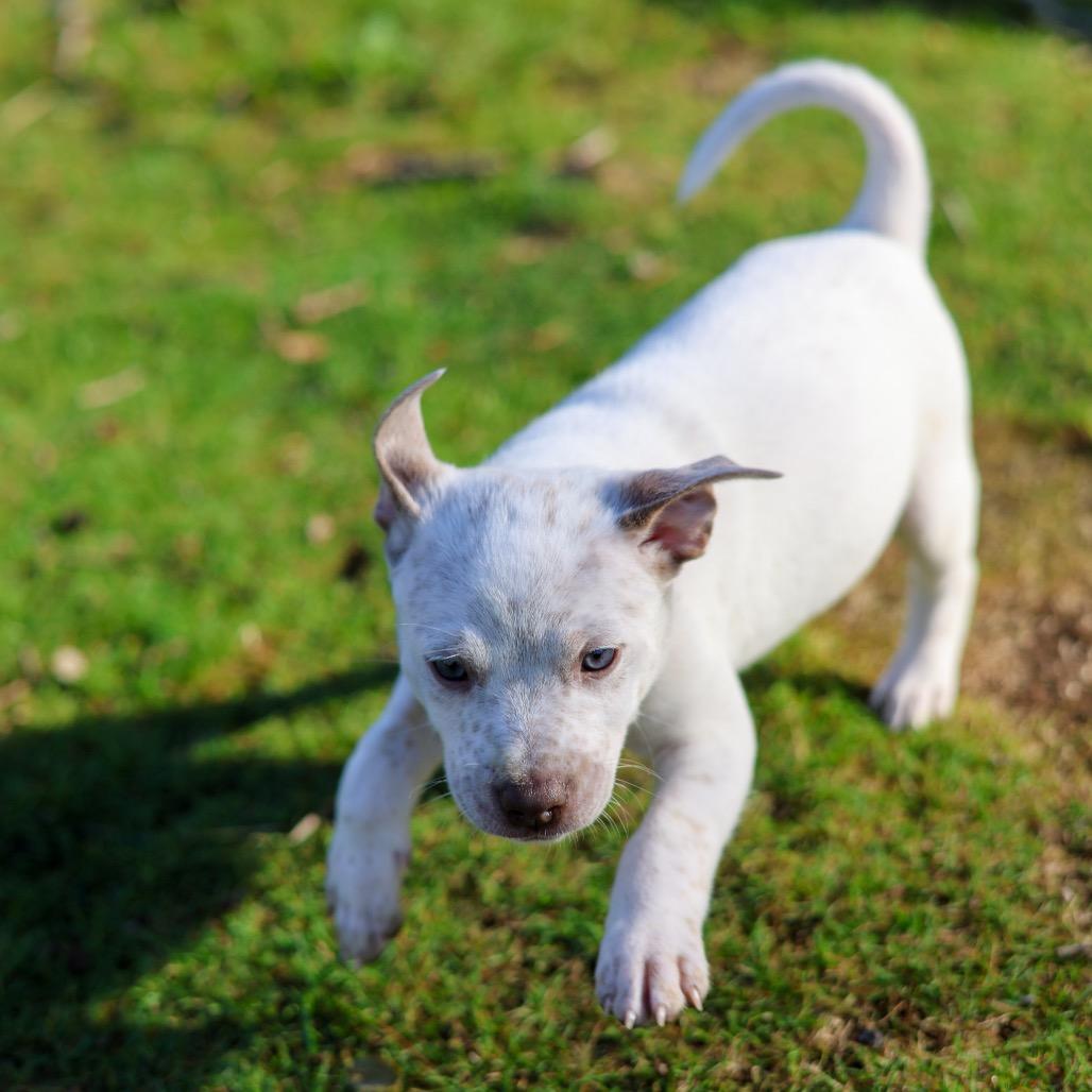 Famous Dogs Litter: Shadow, Adoptable, Puppy Male Mixed Breed.
